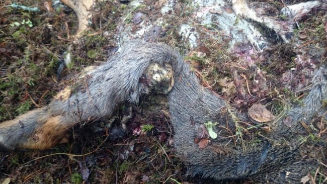 Vilket rovdjur skiljer ett l&aring;rben fr&aring;n h&ouml;ftkulan?