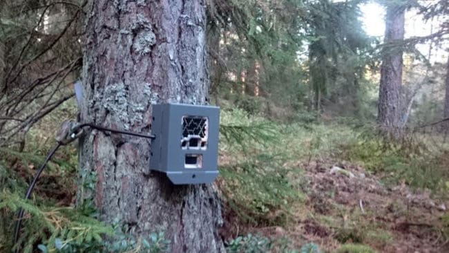Oskyltad vargkamera. Den här kameran i Sjundareviret sitter riktad mot en traktorstig men det finns inga skyltar som tydligt visar att kameraövervakning pågår i området.