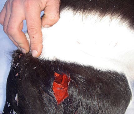 Lyckligtvis blev det bara köttsår när grisen angrep. Efter tio stygn och tio dagars vila kunde den här münsterländern jaga igen.