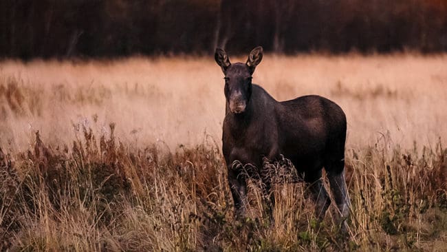 Inför nästa jaktsäsong har Viltcentralen i Finland ökat tilldelningen av älg.