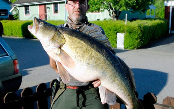 Leif Ivarsson med den drygt 12,5 kilo tunga g&ouml;sen som f&aring;ngades i en sm&aring;l&auml;ndsk sj&ouml; i slutet av maj.