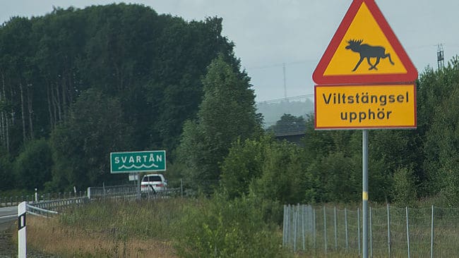 Trafikverket behöver renovera viltstängsel. Det beräknas kosta sex miljarder kronor under en tioårsperiod.