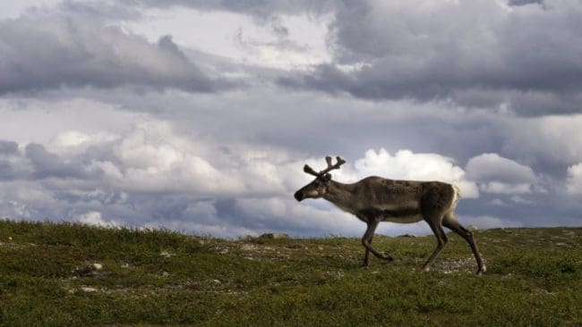 Samebyarna vill inte ha någon vargföryngring i Jämtland, men deras överklagan mot beslutet har avslagits.