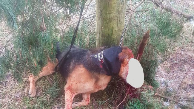 Hunden har bundits vid en stolpe och slagits ihjäl. Jägarna som upptäckte kroppen har anmält fyndet till polisen. Skadan i ansiktet har maskerats av redaktionen.