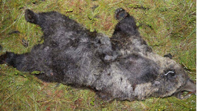 Björnskytten har erkänt att det var oaktsamhet att fälla björnen efter att jakten avlysts och betalat nästan 13 000 kronor i böter. Trots att felskjutningen lagförts som en försummelse har polisen tagit alla jaktvapen, som försvunnit i ett byråkratiskt limbo.