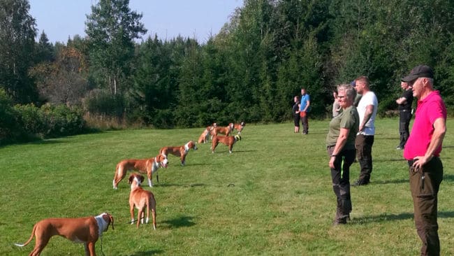 Här klarar de kroatiska stövarna kommandot ”stanna” när förarna släppt kopplet och backat undan lite. Svenska posavski gonic-klubben har varit på kurs med sina hundar på Ökersbo hundskola utanför Heby.