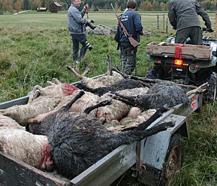 14 d&ouml;da och &aring;tta skadade. Kropparna efter de ihj&auml;lbitna f&aring;ren samlas ihop p&aring; en sl&auml;pvagn. Vargarna gick rakt igenom rovdjursst&auml;ngslet.