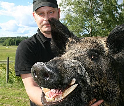 Kostade p&aring; bogmontage. J&ouml;rgen Nordh satsade 8 000 kronor p&aring; ett bogmontage av guldvildsvinet han sk&ouml;t utanf&ouml;r V&auml;ster&aring;s.
