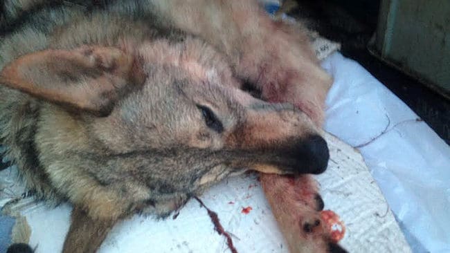 Varg, hund eller hybrid? Ett vargliknande djur tågdödades på torsdagen utanför Gnesta i Södermanlands län?
