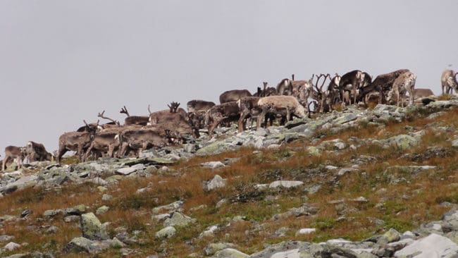 Norska experter tror att man kan tvingas avliva upp emot 2 000 vildrenar för att stoppa spridningen av Cronic Wasting Disease.