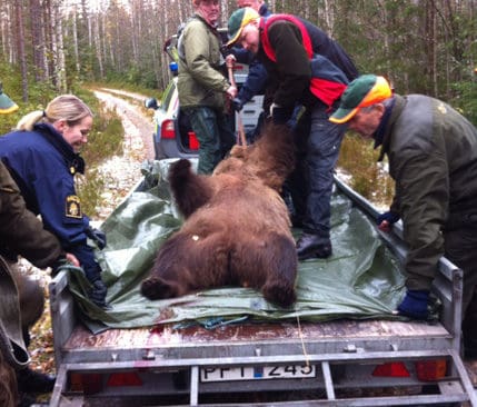 Rej&auml;lt stor hona. Bj&ouml;rnhonan som sk&ouml;ts i sj&auml;lvf&ouml;rsvar utanf&ouml;r Mora uppskattas ha v&auml;gt mellan 180 och 200 kilo.