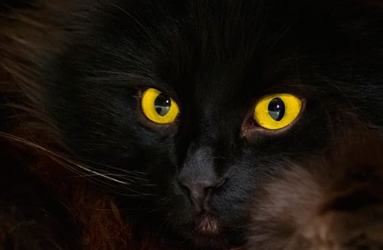 Jägare kan få kattögon? Den som vill nattjaga lika effektivt som en katt kan på egen risk testa att injicera Chlorin e6 i ögonen.