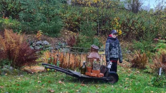 Den vuxna vargen var betydligt större än mjölkkannan på skottkärran. Med huvudet var vargen högre än kannan, berättar Linda Hedqvist. Hennes son, som är en 1,40 meter lång, har ställt sig bredvid för att visa var vargarna var på torsdagskvällen.