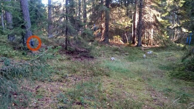 Inringad till vänster sitter åtelkameran som Björn Henricsson plötsligt upptäckte att han var mitt framför.