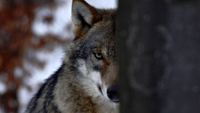 Till slut sköts den hunddödande alfahannen i Norrsjöreviret. (arkivbild)