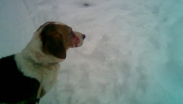 Mot en oviss framtid i rovdjurstäta marker?