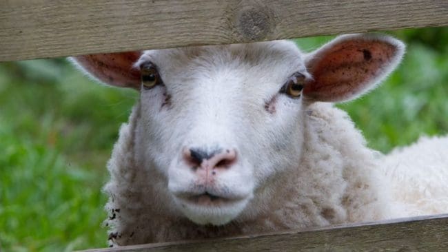 Tidigare i höstas hade fårägarna i Skåne stora problem med varg. Nu har återigen ett misstänkt angrepp skett.