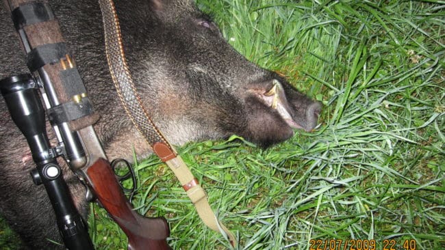 En fin galt som f&ouml;ll i sommarnatten.