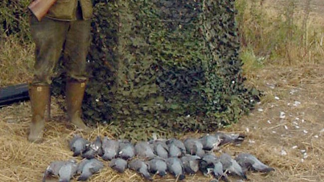 Skånsk duvjägare med den dagens jaktbyte, 45 duvor!