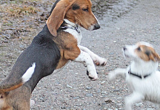 Det finns ingen lag som tvingar hund&auml;gare att ha hunden kopplad vissa tider p&aring; &aring;ret. D&auml;remot ska hunden vara under fullst&auml;ndig kontroll. Leka kan hundarna allts&aring; g&ouml;ra l&ouml;sa - om du kan kalla in dem..
