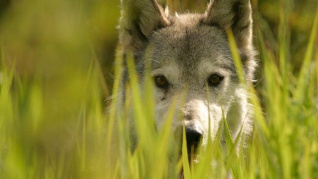 Forskare knutna till Skandulv har beräknat jaktens inverkan på vargstammens tillväxt.