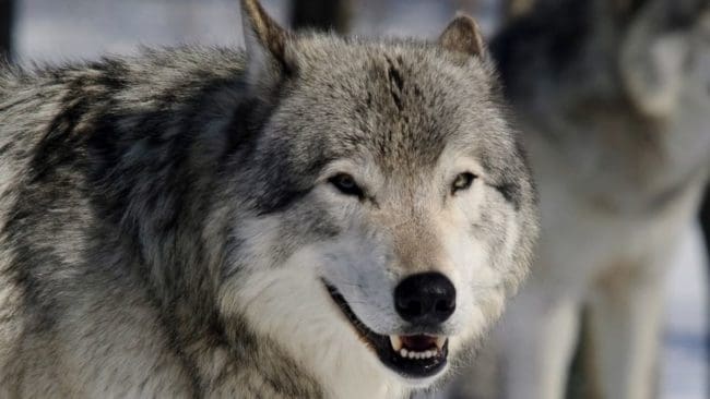 En av de två vargar som stört rennäringen söder om Kiruna är avlivad. Den andra har inte visat sig på sistone.