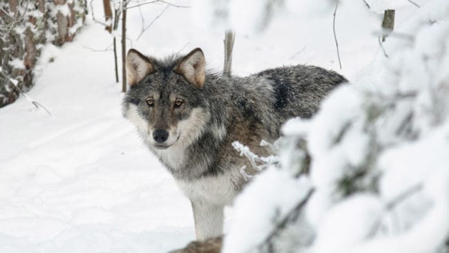 Åklagare Christer Jarlås har bjudits in till länsstyrelsen i Örebro län för att diskutera frågan om illegal jakt på varg.