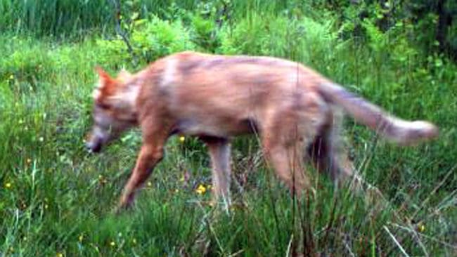 Länsstyrelsens personal fotograferade vargen på Adelsö i juni.