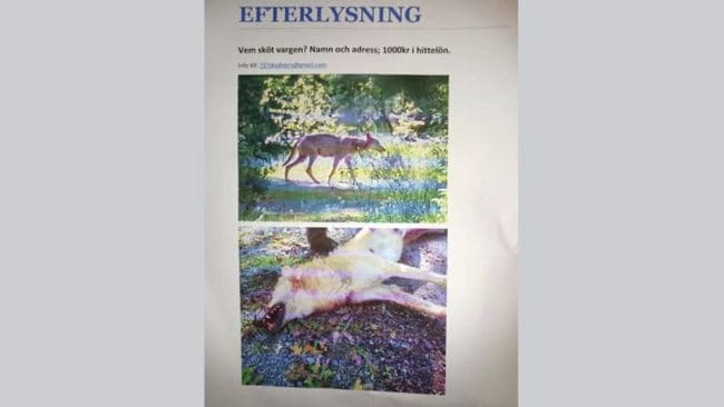 Någon affischerar och vill ha fram namn och adress på mannen som sköt vargtiken i Sjundareviret.