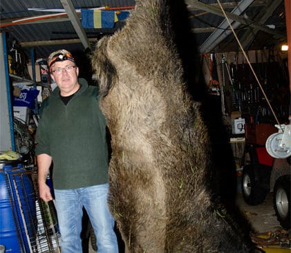 Tommy Andersson lyckades f&auml;lla en rej&auml;l gris i s&ouml;ndags. V&aring;gen visade 200 kilo.