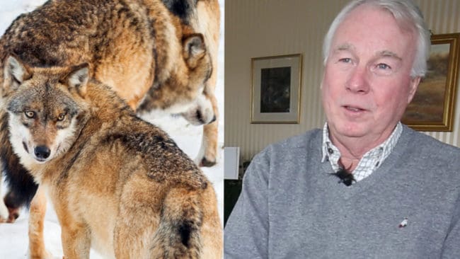Ingemar Alin lämnade Jägareförbundet i protest mot att förbundet inte gjorde någonting i vargfrågan. Nu är Alin JRF:are och efterlyser en nationell samling för dem som drabbas av vargstammen.