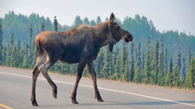 Älgar i Alaska ska följas via radiosändare för att se hur de beter sig nära vägar.