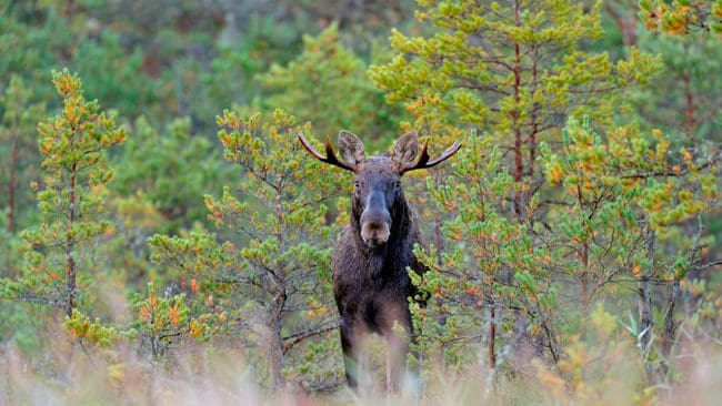 Utebliven rapportering av fällda älgar kan ge böter, menar Naturvårdsverket.