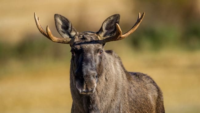 I vinter tror länsstyrelsen att storleksmålet för älgstammen kan uppnås.