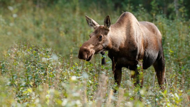 Länsstyrelsen i Västra Götaland får backa från sitt beslut att begränsa jakttiden på vuxna älgar. Naturvårdsverket slår fast den ordinarie jakttiden.