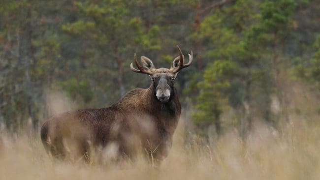 I Torsby kommun har älgjakten hittills gått rekorddåligt.