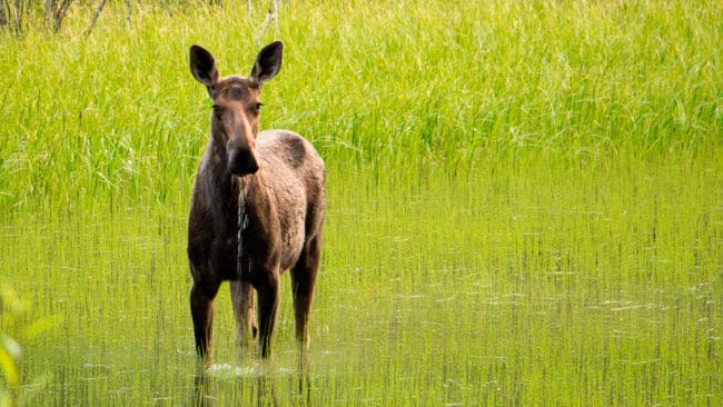 Halterna av cesium är fortfarande höga i fällda älgar i delar av Västerbottens län.