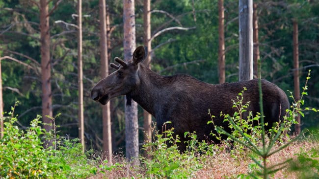 Jägarna i Skåne skjuter för många älgar, anser en representant i Nationella Viltolycksrådet och en i Viltförvaltningsdelegationen i länet.