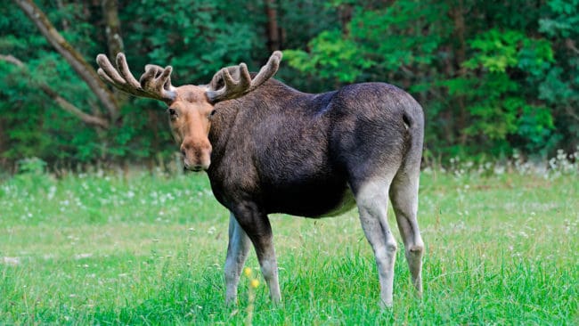 Den kanadeniska polisen lurade tjuvjägare med en konstgjord älg. De kunde gripa tjuvjägarna när de försökte fälla "älgen". (Arkivbild)