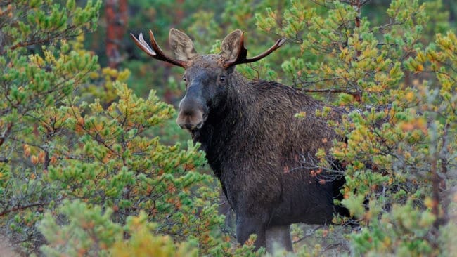 Naturvårdsverket ska se över fällavgifterna för älg för att se om de kan bli mer lika över hela landet.