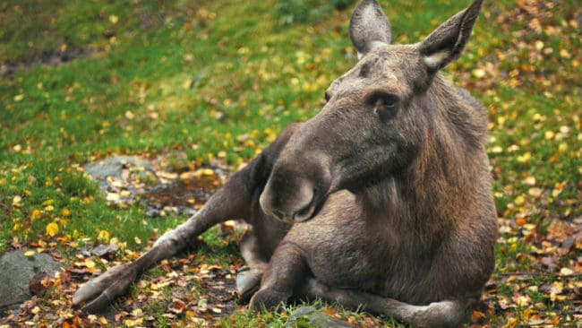 Fällavgiften för vuxen älg är 500 kronor i Örebro län.