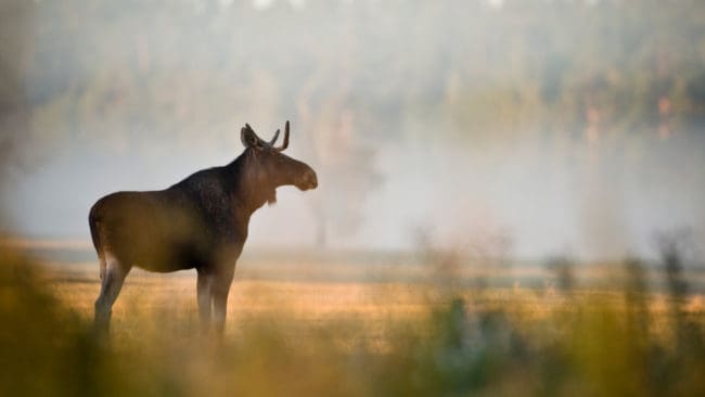 En sviktande älgstam gör att vilthandlarna i Värmland lider brist på kött att sälja.