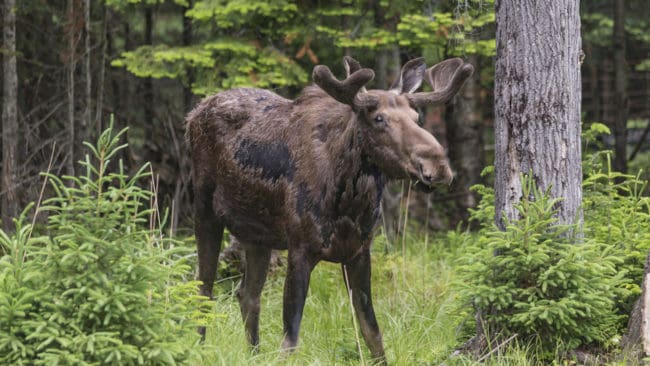Under 2016 drabbades färre älgar av stora variga sår än året innan, visar en rapport från SVA.