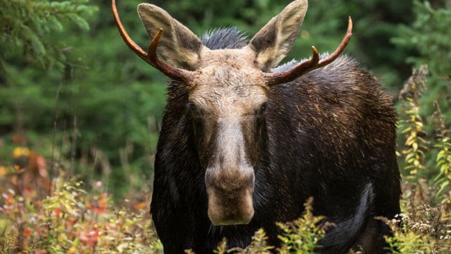 Polisen gav en eftersöksjägare en trafikdödad älg. För detta får nu markägaren skadestånd om 10 000 kronor. (Arkivbild)