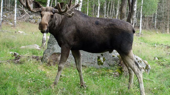 En cyklist attackerades av en älg i Jordbro, Haninge, på tisdagen. (Arkivbild)