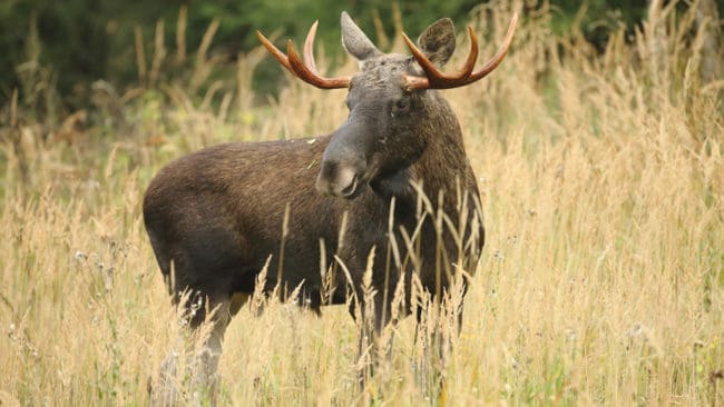 Fler jägare i södra Sverige väljer att senarelägga starten på älgjakten, för att ta hänsyn till brunsten.
