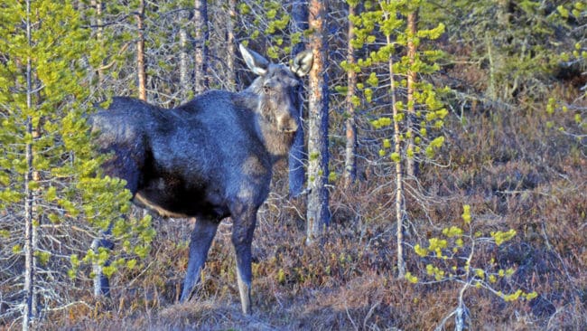 3 600 älgar får fällas i Värmland i höst och vinter. Det är 300 fler än förra året.