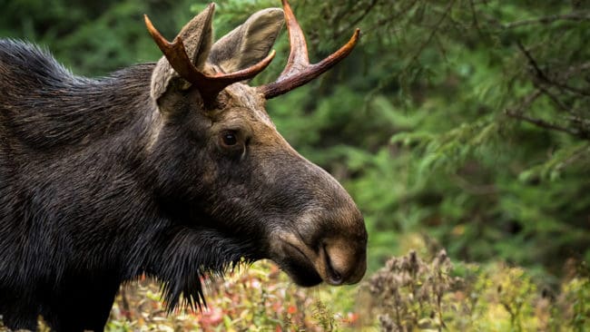 Det går tydligen att fuska med de plomber som fällda älgar ska märkas med i Norrbotten. Att det går att fuska gör att allt fler ifrågasätter vitsen med det redan så kritiserade systemet.