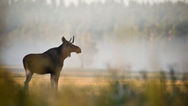 Nu utökas övervakningen av Chronic Wasting Disease (CWD), även kallad avmagringssjuka hos hjortdjur i Sverige. Nyligen konstaterades ett nytt fall hos en älg i Norge, nära gränsen till Jämtland.