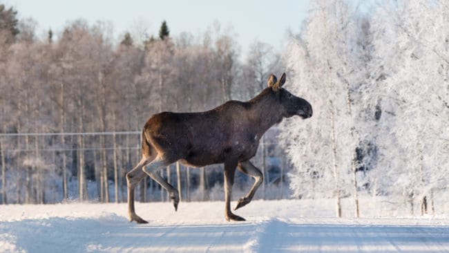 Länsstyrelsens rapport visar att det är jägargrupper som har vargen inpå knuten som är de som är bäst på att nå avskjutningsmålen för älg.